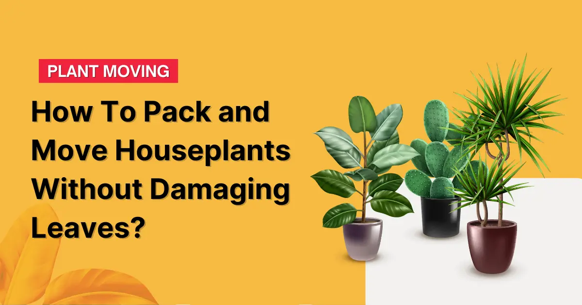 How To Pack and Move Houseplants Without Damaging Leaves