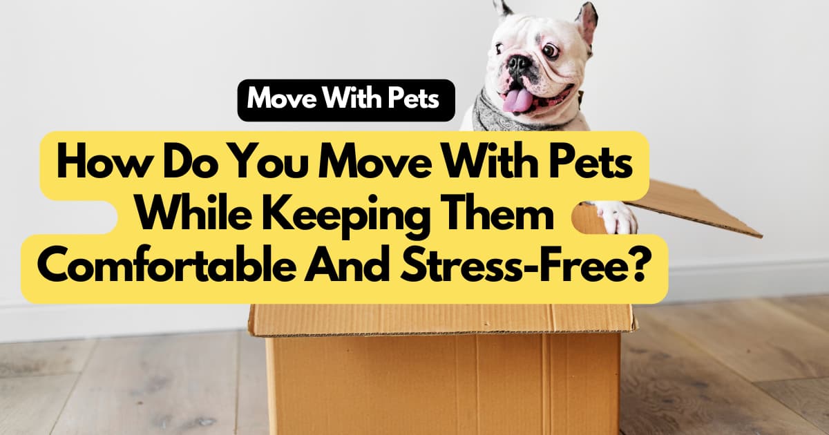 How Do You Move With Pets While Keeping Them Comfortable And Stress ...