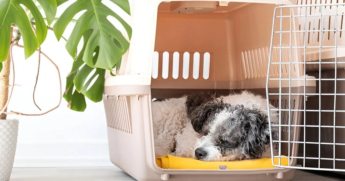 Why Do Most Packers And Movers Not Transport Pets